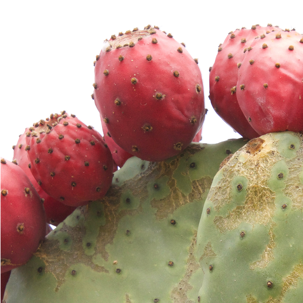 Cactus Vanilla als Feuchtigkeitsspender