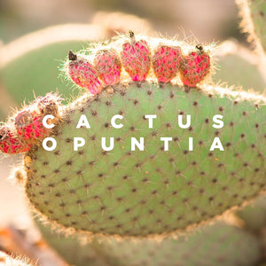 Kaktus, um Feuchtigkeit zu spenden