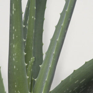 Aloe Vera zum Beruhigen und Reparieren