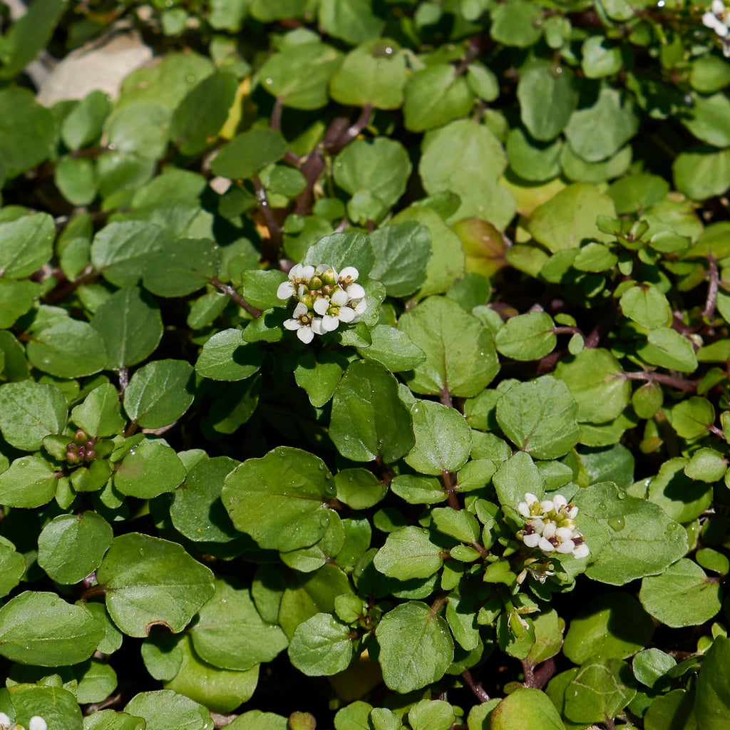 Kapuzinerkresse zum Sanieren