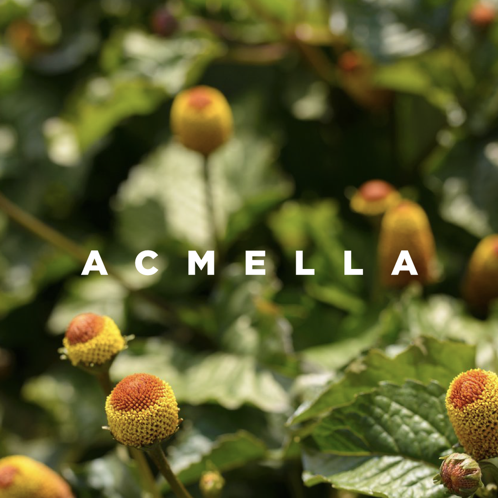 Acmella, zur Straffung