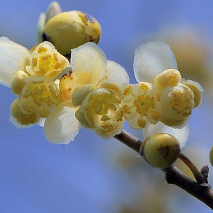 Lemon verbena to calm