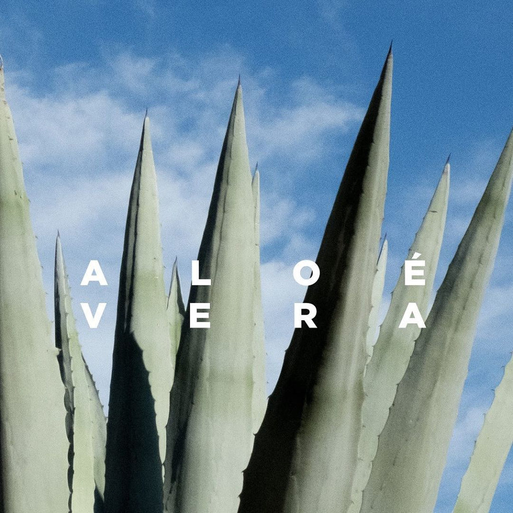 The benefits of Aloe Vera in natural cosmetics