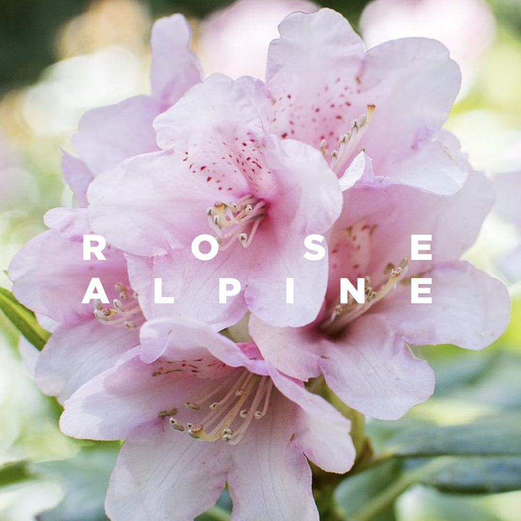 The Alpine Rose, to protect