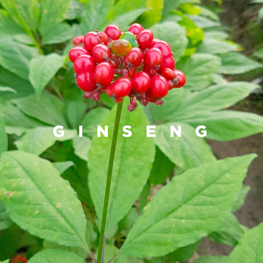The benefits of Ginseng in natural cosmetics