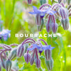 The benefits of Borage in natural cosmetics