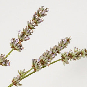 Extract of lavender to re-balance