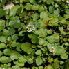 Nasturtium to sanitize