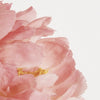 Peony extract for complexion radiance