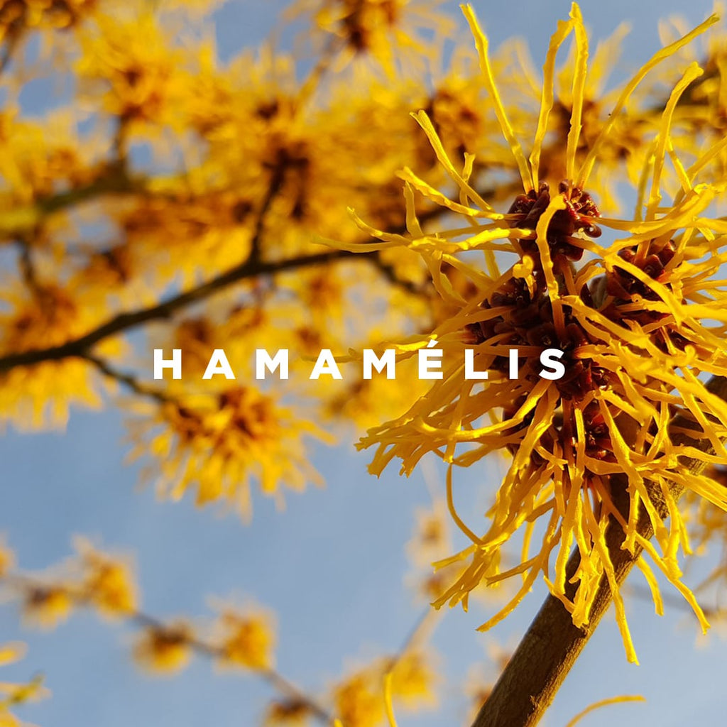 The benefits of Hamamelis in natural cosmetics