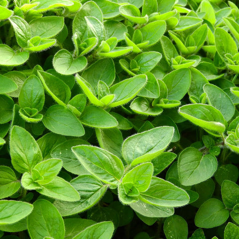 Marjoram to let go