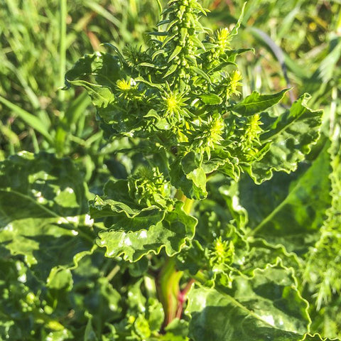 Sea chard to illuminate