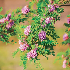 Accacia gum for toning