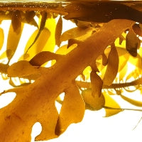 Brown Algae for firming