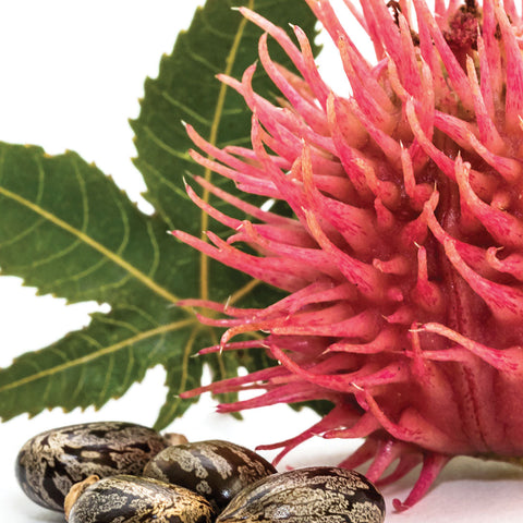 Complesso zinco-ricina antiodore