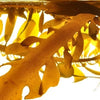 Alghe brune per rassodare