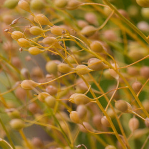 Olio di camelina per rigenerare