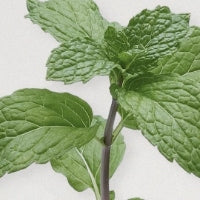 Menta piperita per purificare